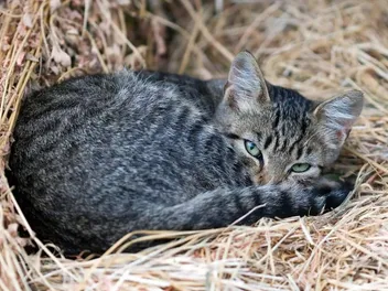 How to Get a Feral Cat to Use a Shelter: 8 Vet-Reviewed Tips & Considerations