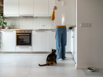 3 Homemade Tuna Cat Treats You Can Make Today: Our Vet's Recipes