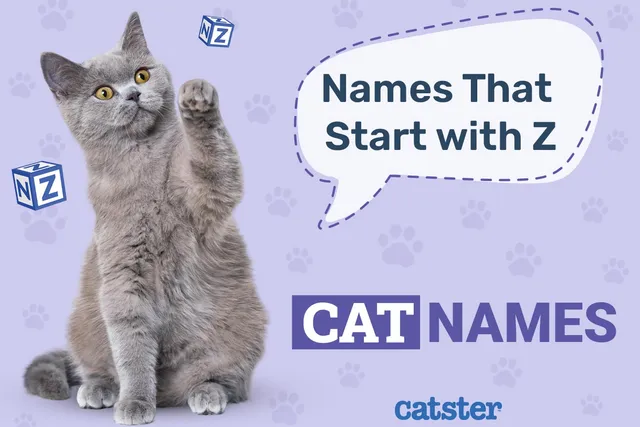 Most Popular Cat Names That Start with Z: Popular Male & Female Ideas