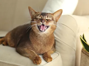 How to Keep Cats Off Furniture Using Vinegar: 4 Vet Approved Steps