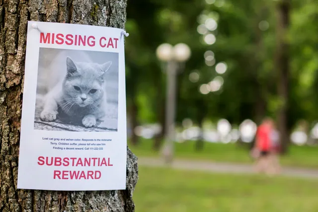 How to Find a Lost Cat: 13 Expert Tips to Follow