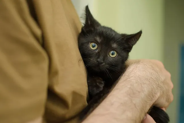 How to Tell if Your Cat Has Separation Anxiety: 8 Vet-Reviewed Signs to Look For