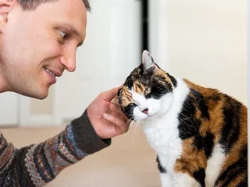 How to Get a Cat to Come to You When Called: 7 Vet-Approved Steps