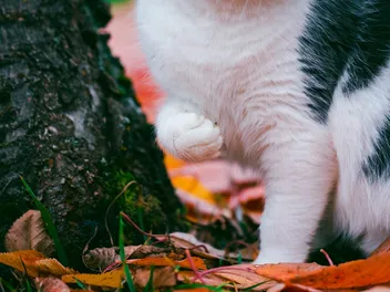My Cat Has a Front Paw Limp, What’s Wrong? Vet Approved Advice