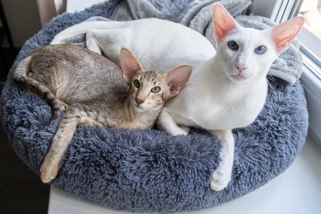 How Big Do Oriental Shorthair Cats Get? Vet-Reviewed Size & Growth Chart