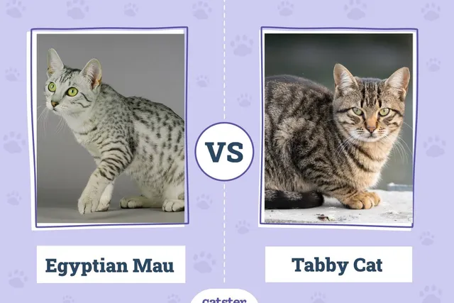 Egyptian Mau vs. Tabby Cat: The Differences (With Pictures)