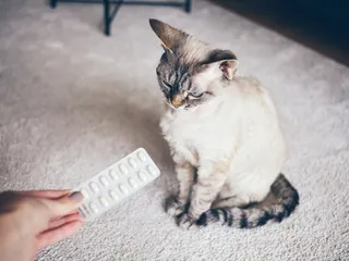 Can Cats Take Metacam (Or Any NSAIDS)? Facts & FAQ (Vet Answer)
