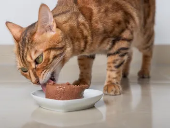 Carrageenan In Cat Food: Vet-Reviewed Uses, Safety & Verdict