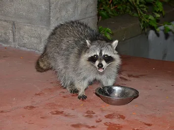 How to Get Rid of Raccoons But Not Feral Cats: 5 Humane Tips & Tricks