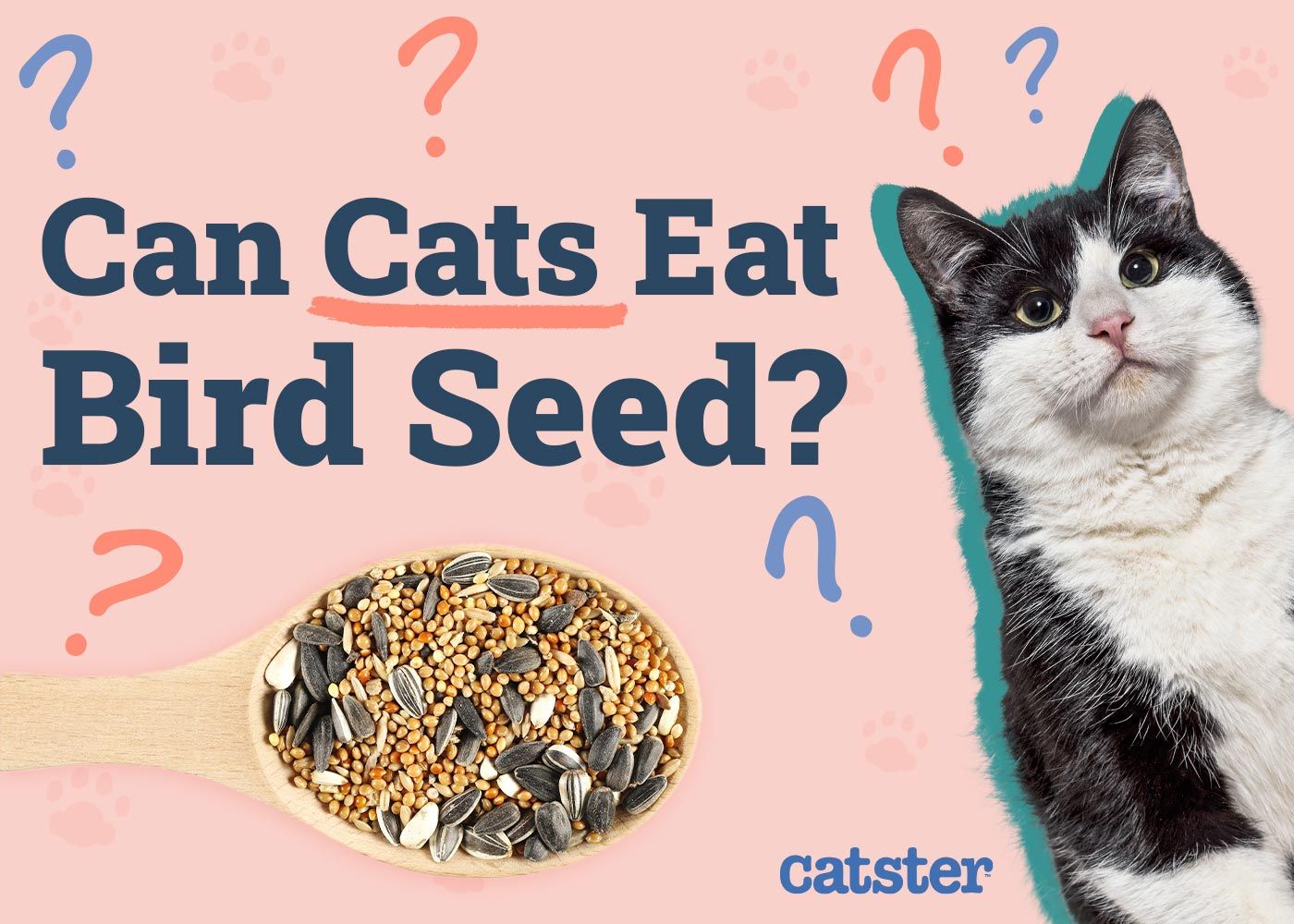 Can Cats Eat Bird Seed