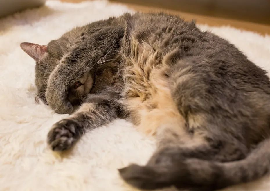 Sleeping cat covering her eyes with the paw
