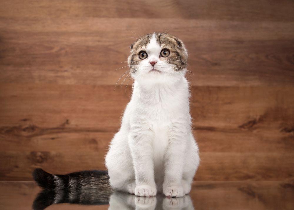 scottish fold kitten on mirror and wooden texture