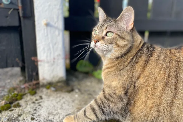 Slip, Slop, Slap: Feline Sunburn at a Glance