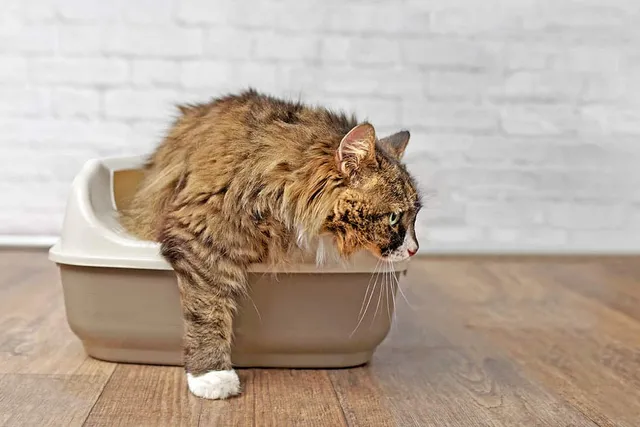 Blood in Cat's Stool: 13 Vet-Verified Possible Causes