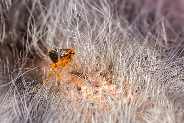 Does Cold Weather Kill Fleas on Cats? Vet Approved Advice