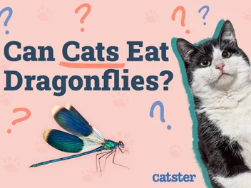 Can Cats Eat Dragonflies? Vet Approved Facts & FAQ