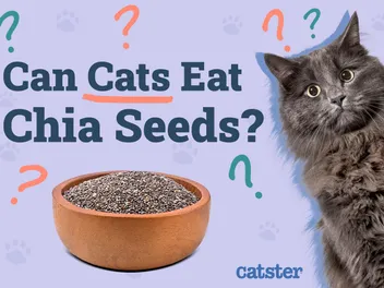 Can Cats Eat Chia Seeds? Vet-Approved Nutrition Facts & FAQ