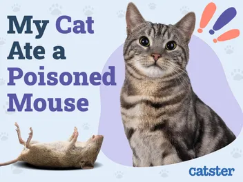 My Cat Ate a Poisoned Mouse! Crucial Vet Reviewed Next Steps