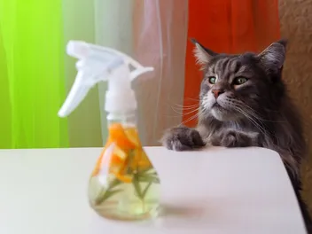 10 Best Cat Repellents, Sprays & Deterrents in 2026 — Reviews & Top Picks