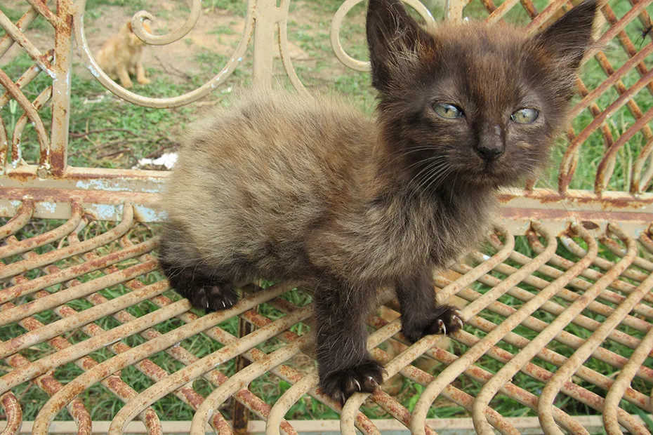 tortie american bobtail kitten