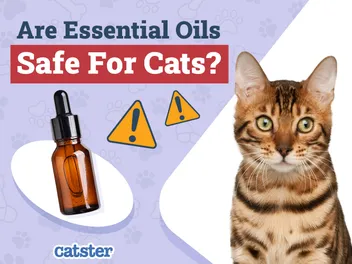 Are Essential Oils Safe For Cats? Vet-Reviewed Facts
