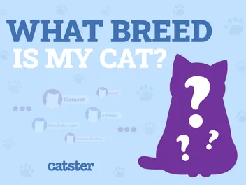 What Breed Is My Cat? Vet Approved Identification Guide