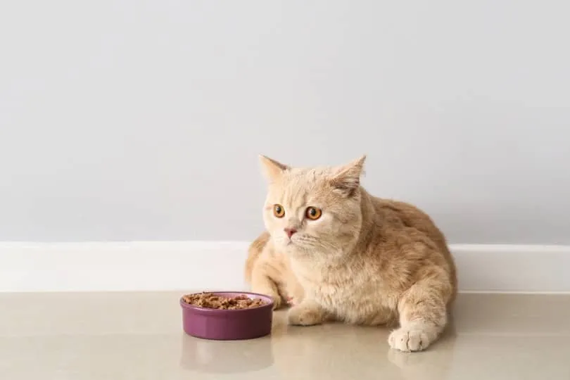 Catster Recipe: Easy Homemade Cat Gravy