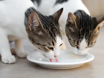 Can Cats Get Jealous? How to Handle Cat Rivalry (Vet-Approved)