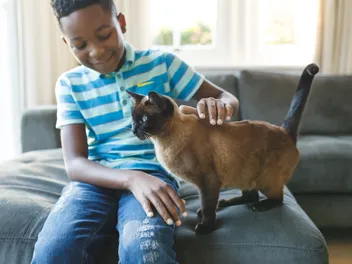 My Kids Want A Cat for Christmas: 7 Considerations & Next Steps