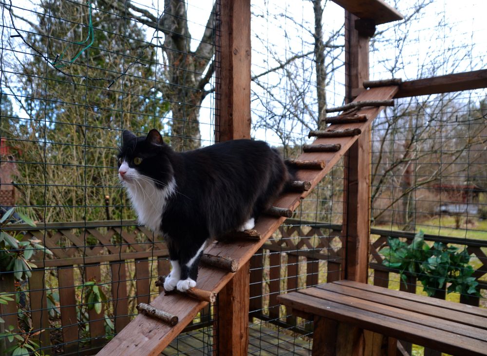 outdoor cat enclosure