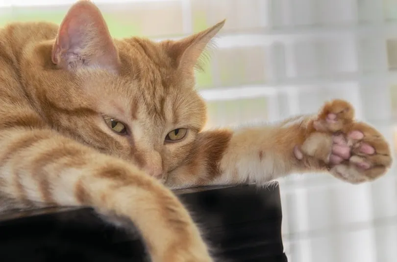 Closeup of head and paw of polydactyl orange tabby cat