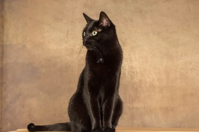 10 Bombay Cat Facts You'll Be Surprised To Learn