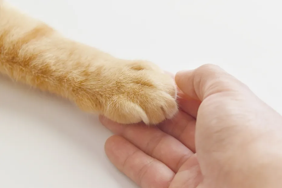 cat paw on human hand