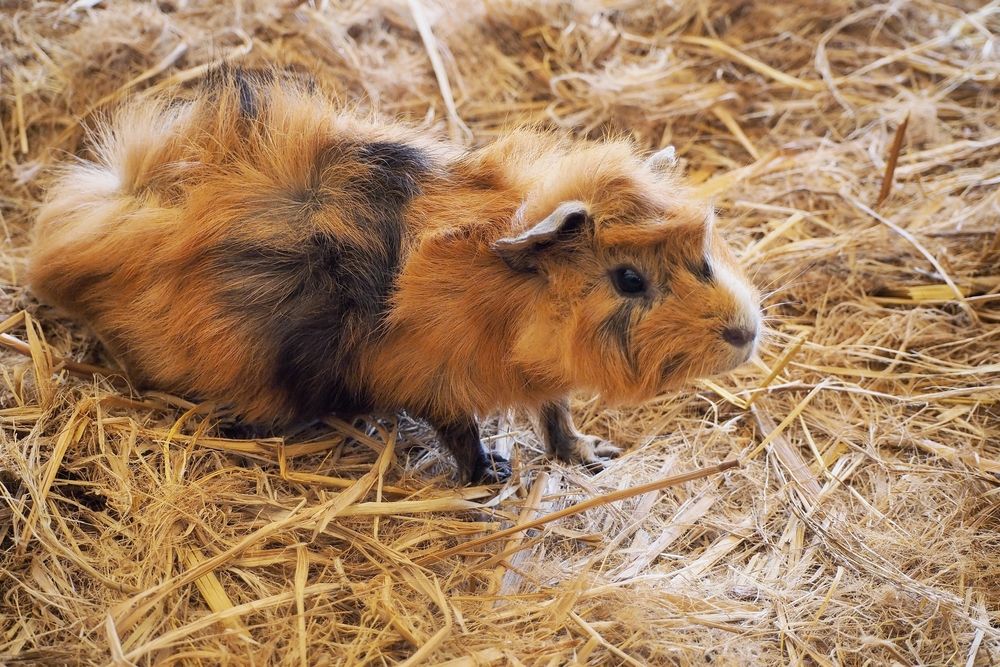Cute hebivore animal Perugian Guinea Pig