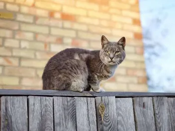 What Do You Do if You Find a Stray Cat? 4 Vet-Reviewed Steps to Take
