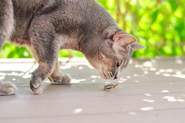 Insect-Based Cat Food: Vet-Reviewed Pros, Cons & FAQs