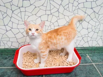 How to Prevent Urinary Tract Infections in Cats: Our Vet Explains the Signs