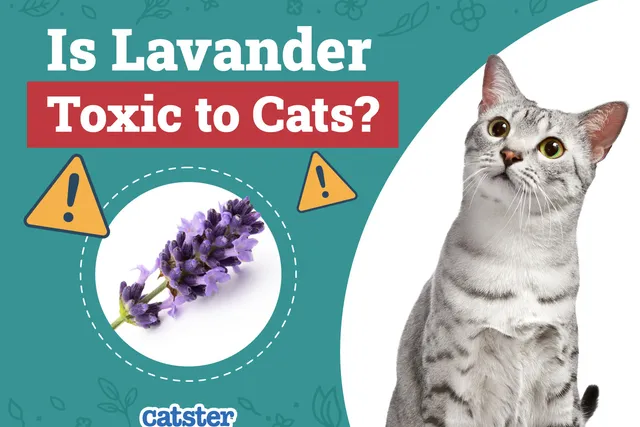 Is Lavender Toxic to Cats? Vet-Reviewed Important Facts & FAQ