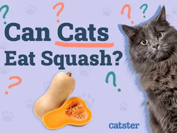 Can Cats Eat Squash? Vet-Verified Nutrition Facts & FAQ