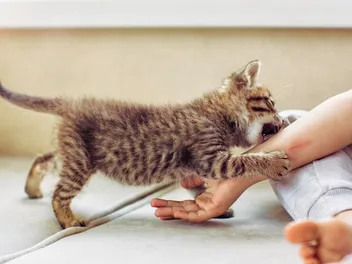Kitten Biting: Why, How to Stop It & What Not to Do (Vet Approved)