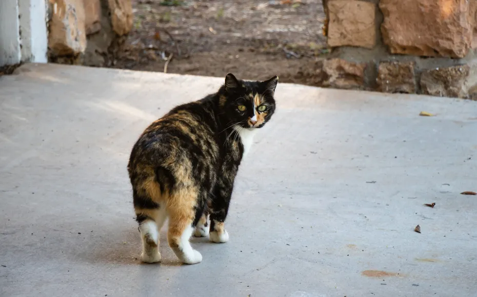 manx-cat-standing-outside