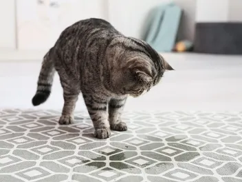 Is Your Cat Not Using the Litter Box? 6 Vet-Approved Causes