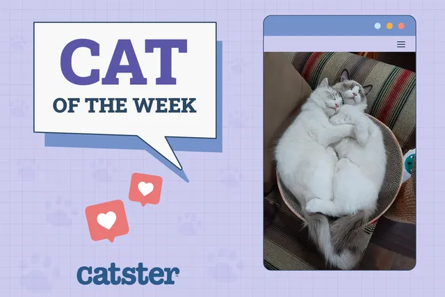 Catster Photo Contest: Cats of the Week Winners (June 19, 2025)