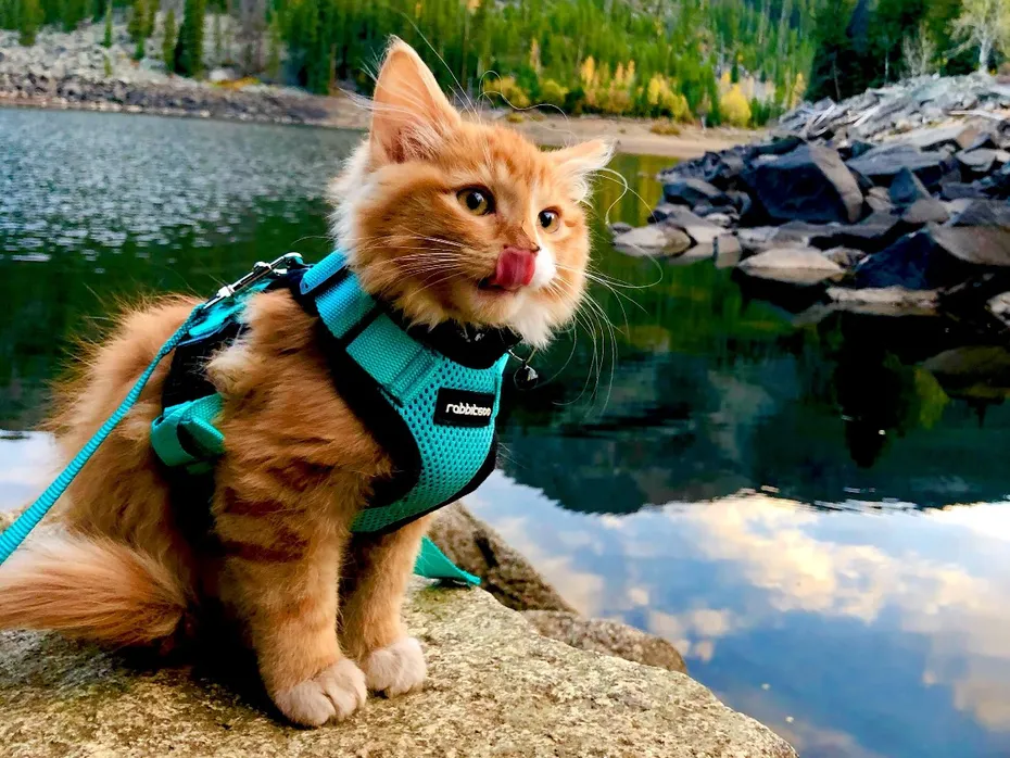 Meet Liebchen, the World-Travelling Adventure Cat IMG_7212_Original