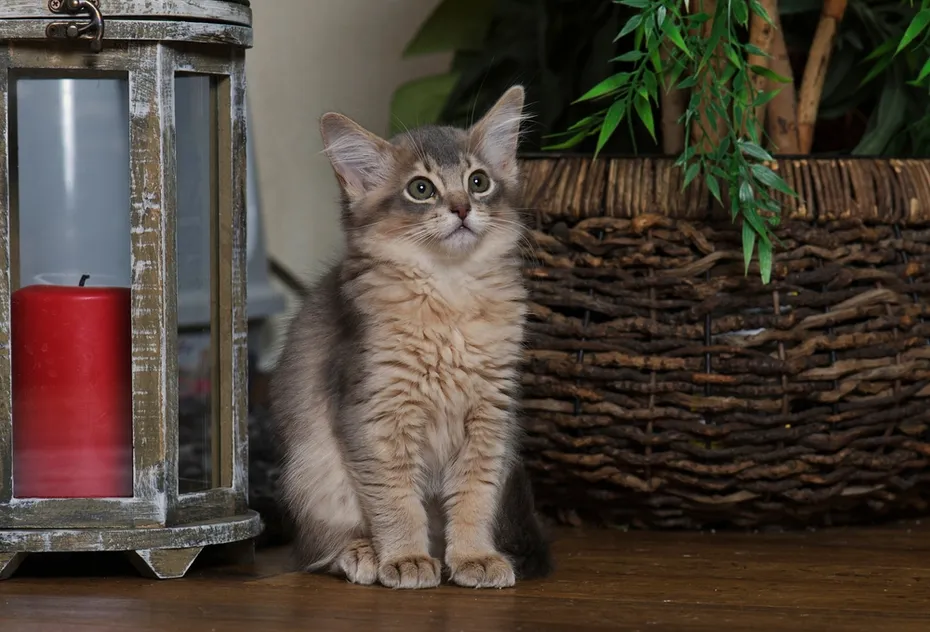 Cute Somali kitten at home