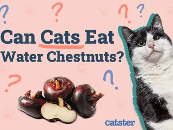 Can Cats Eat Water Chestnuts? Vet-Approved Nutrition Facts & FAQ