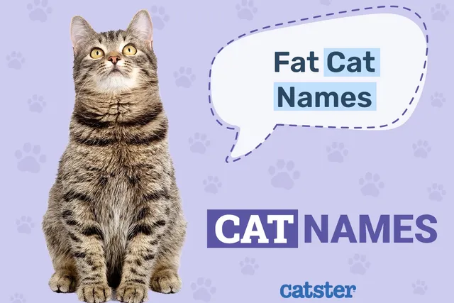 205 Fat Cat Names: Great Ideas for Your Giant Cat