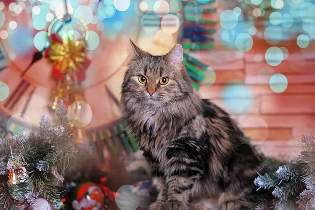 How to Cat-Proof Your Christmas Tree: 12 Vet-Verified Solutions