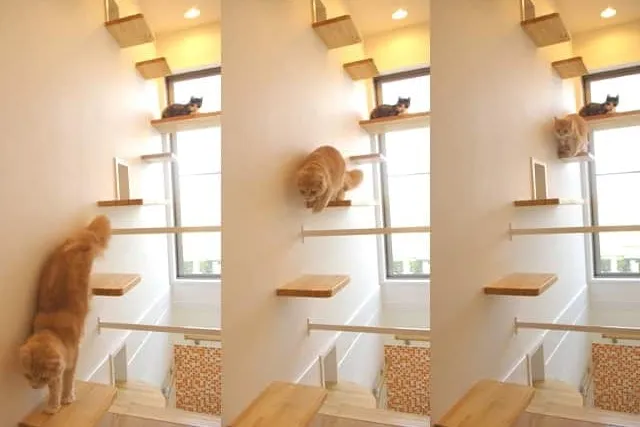 Ultimate Cat House: the Famous Cat Mansion in Japan