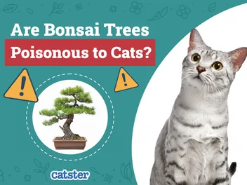 Are Bonsai Trees Poisonous to Cats? Vet-Reviewed Houseplants Examined